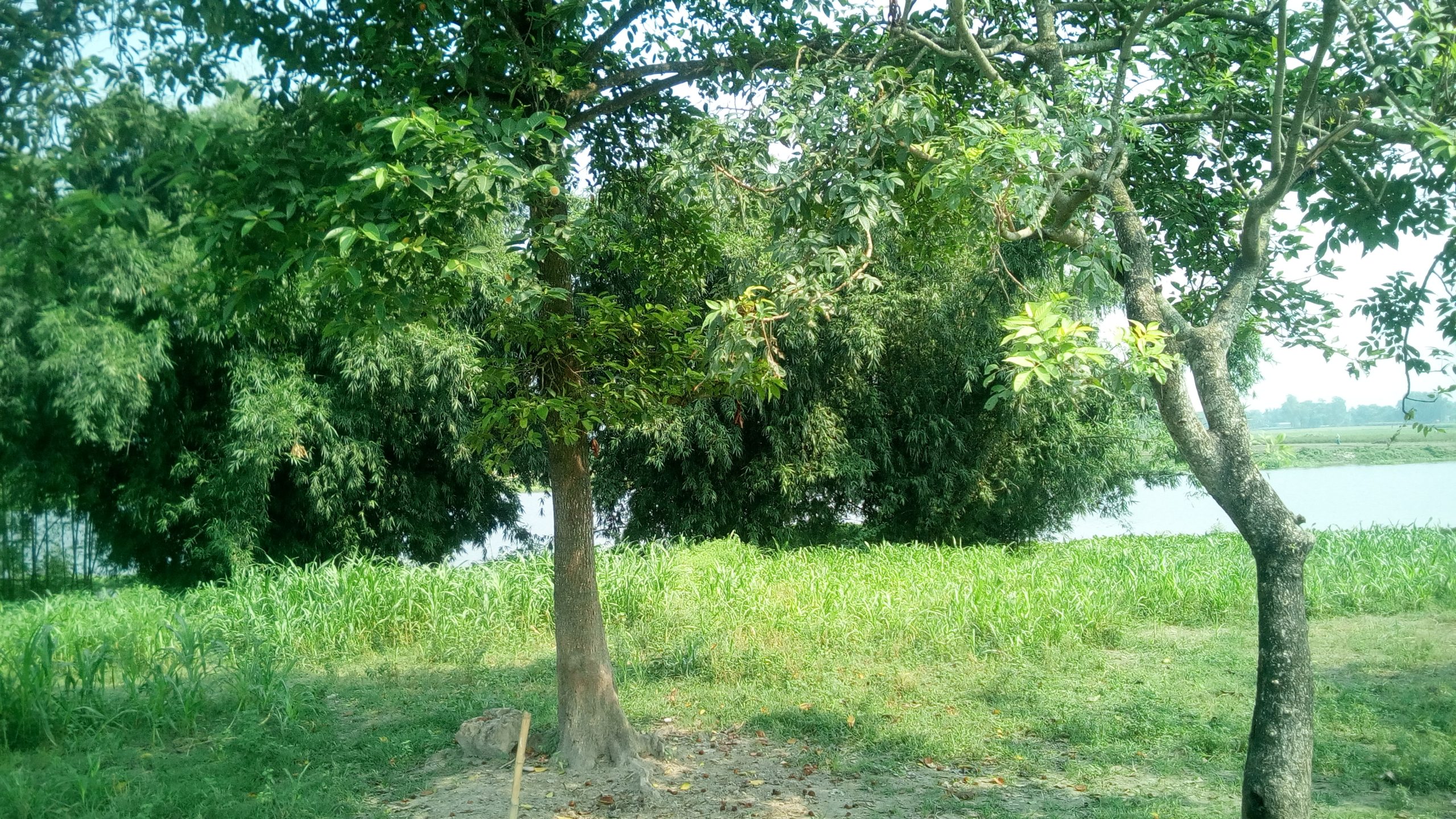 Mansahi Hat Amin Nagar Tree – A Serene Natural Beauty in Bihar